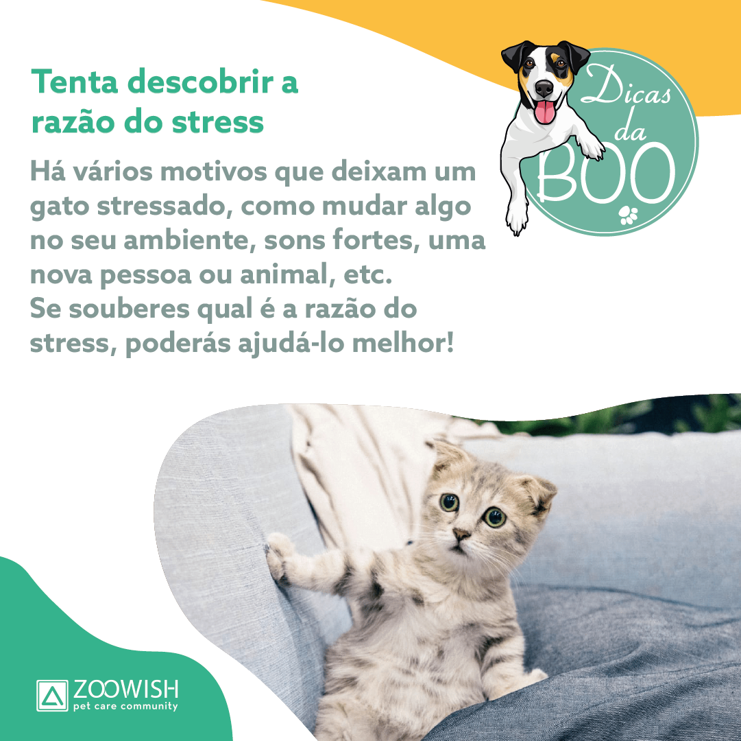 Slide da publicação em que se explica que devemos tentar descobrir a razão do stress de um gato