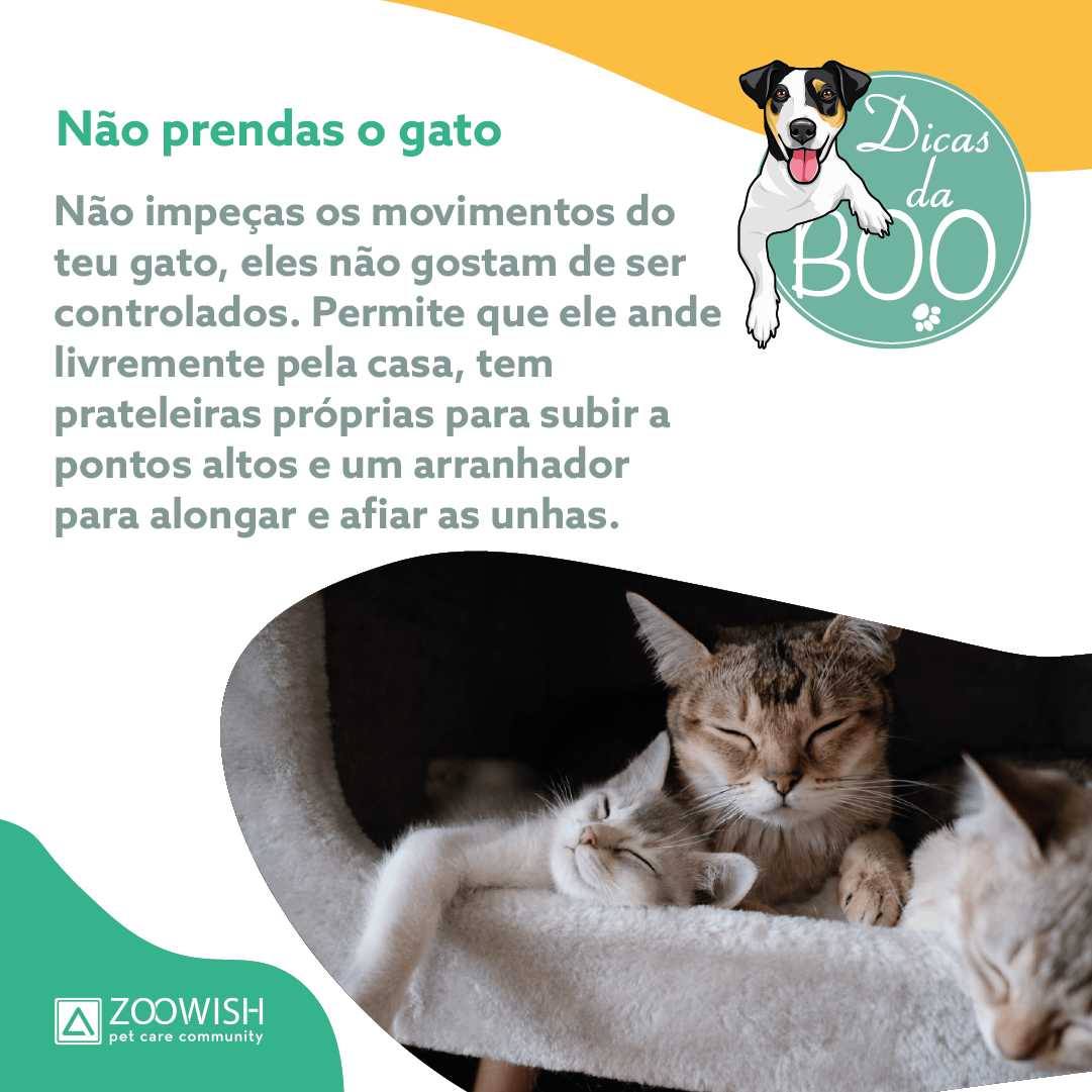 Slide da publicação em que se explica que não devemos prender um gato