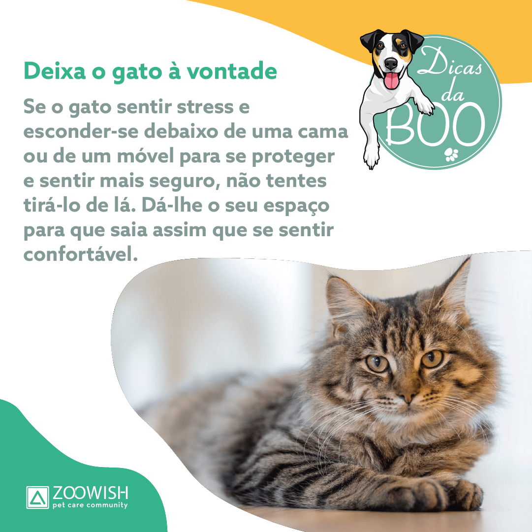   Slide da publicação em que se explica que devemos deixar o gato à vontade