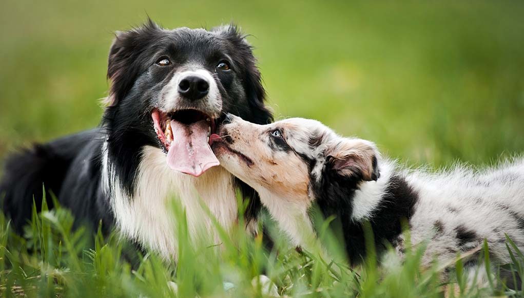 Dois cães a conviver