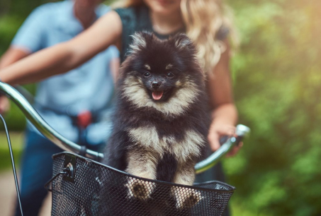 imagem de um cão bebé numa bicicleta