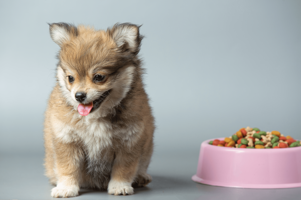 Cão bebé ao lado da sua tigela de comida