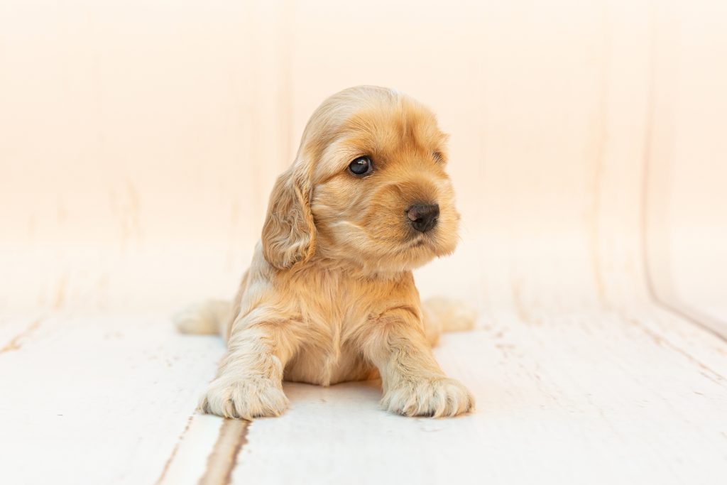 Cão bebé deitado