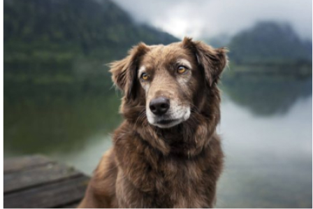 imagem de um cão na natureza