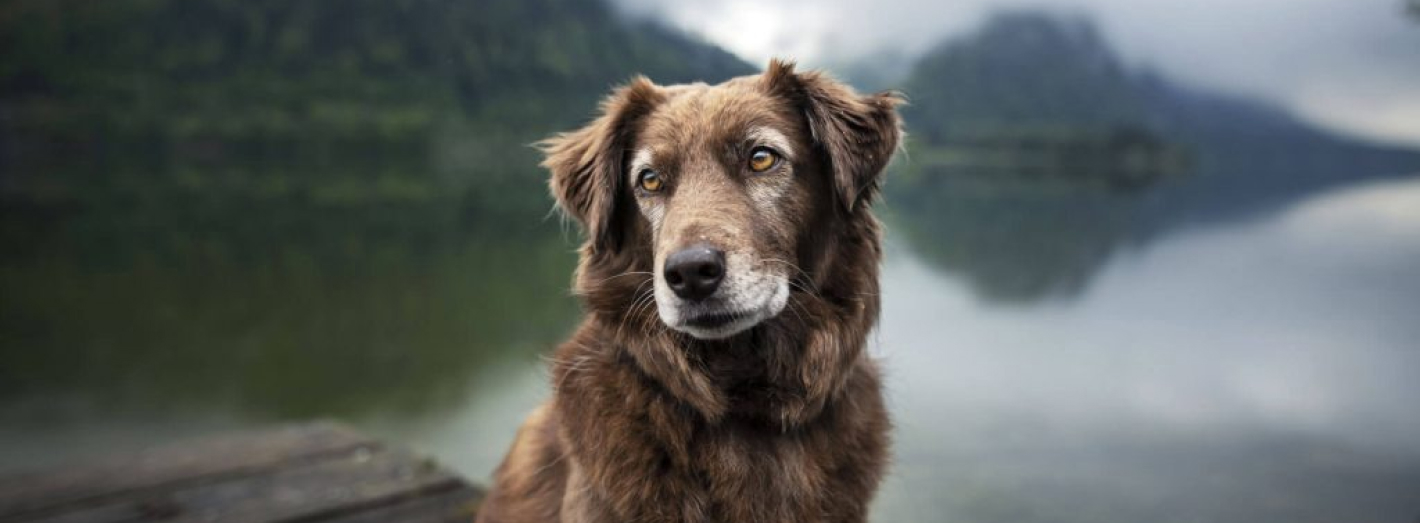 Foto do artigo, cão a olhar para o lado com paisagem atrás
