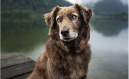 Cão a olhar em frente