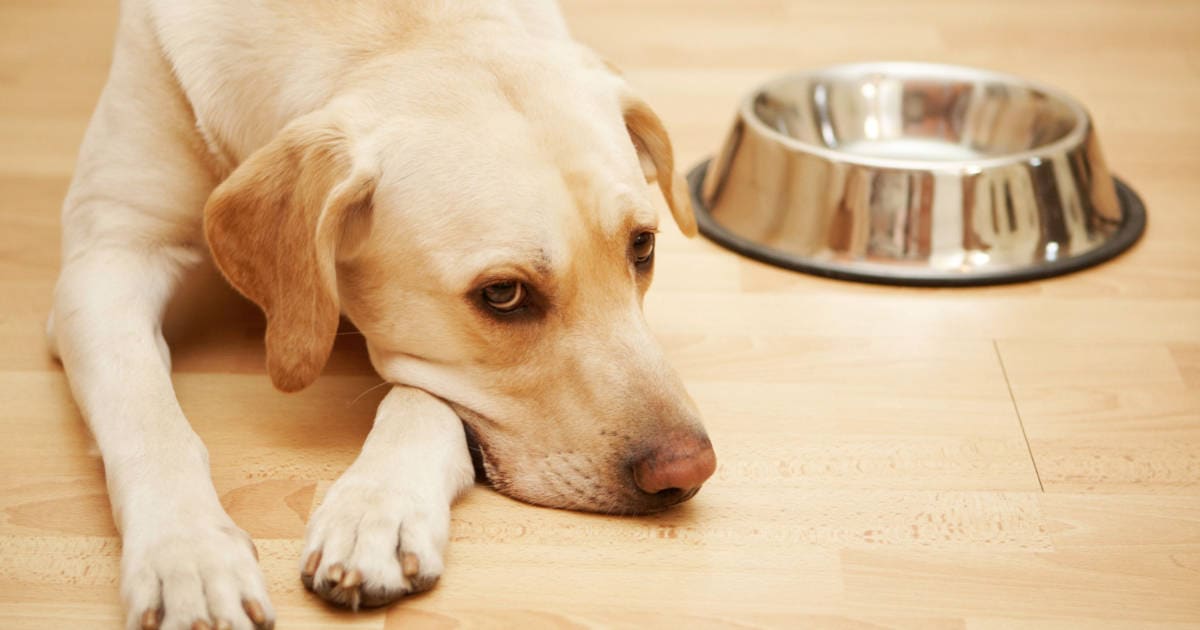Cão tristonho sem fome