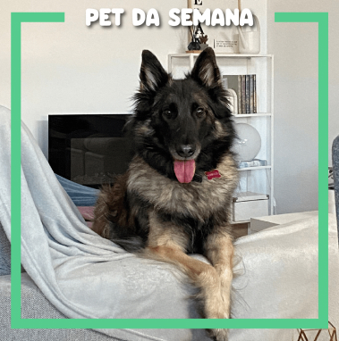 Pet da Semana Aya
