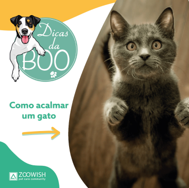 Publicação sobre dicas para acalmar gatos